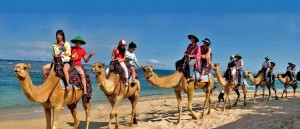 Bali camel safari