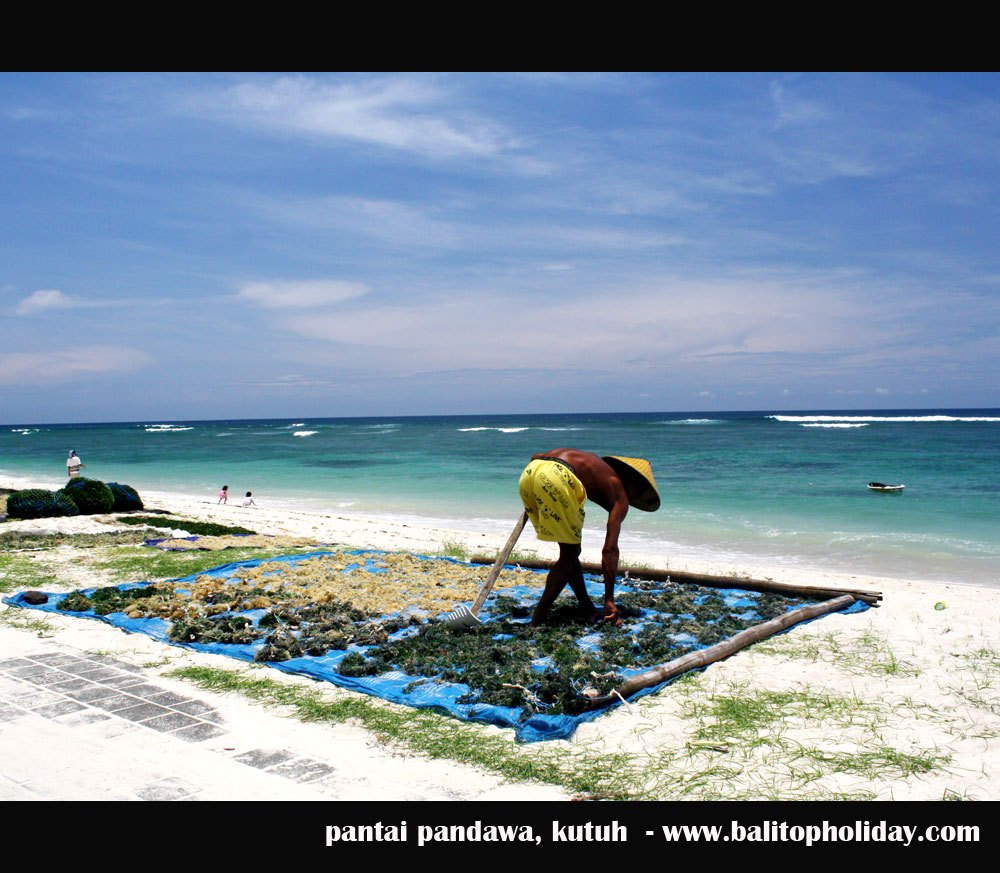 Petani-rumput-laut – Temanbali.com