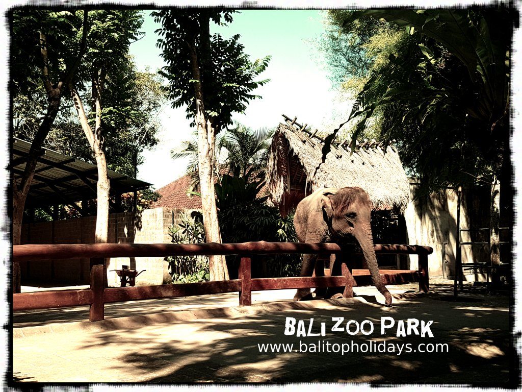 gajah-bali-zoo